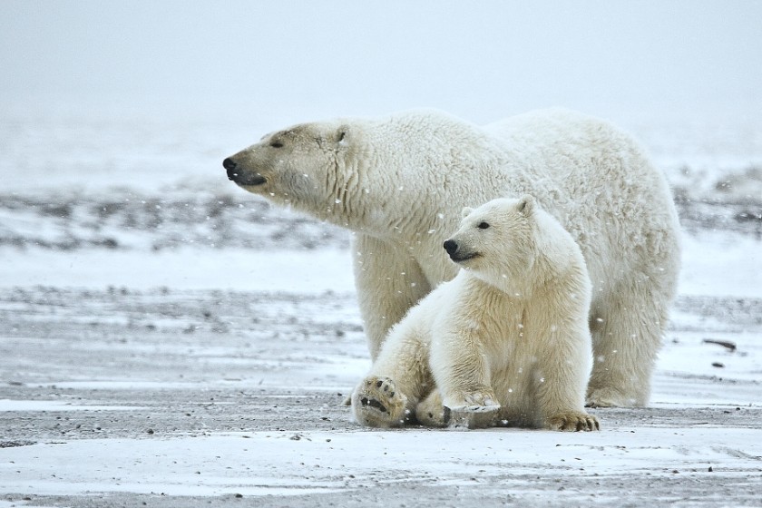 Polar Bear (Sow And Cub), Arctic National Wildlife Refuge, Alaska